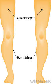 This muscle group acts to extend the leg or strengthen the knee. What Are Quadriceps With Pictures