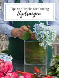 Preserve cut hydrangea flowers choose the right time to cut your flowers. Tips And Tricks For Cutting Hydrangea