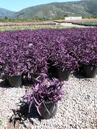 Image result for Tradescantia pallida