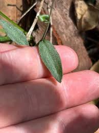 Image result for Aneilema