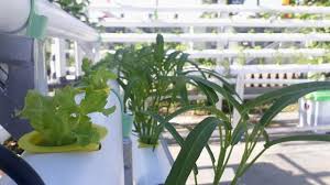 Cara berkebun ini mendatangkan banyak manfaat. Cara Menanam Hidroponik Bercocok Tanam Dengan Menggunakan Air Lifestyle Liputan6 Com