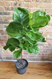 Image result for Ficus laurifolia