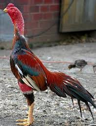 7c Jpg 332 434 Galos Indios Galo Indio Gigante Racas De Galinhas