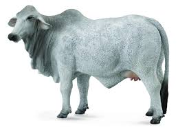 Red brahman cow original cow painting cattle decor cattle these pictures of this page are about. Collecta 88580 Brahman Cow Animal Figures At Spielzeug Guenstig De