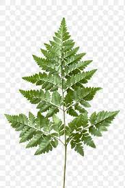 Fresh Green Leatherleaf Fern Transparent Png Free Image By Rawpixel Com Teddy Rawpixel Free Illustrations Leatherleaf Fern Ferns