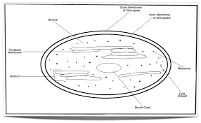 The paper is then placed in a covered jar with the application line at the bottom. Ib Biology Notes 8 2 Photosynthesis