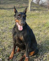 Mulan 2020 film complet vostfr gratuit en francais see more of teljes filmek magyarul on facebook. Barna Dobermann Kennel Doberman Kennel Imidz Yurmala Jurmala
