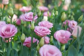 Image result for eustoma maurine