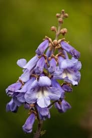 Purple flowering trees in california. May 2020 In The Neighbourhood Ubc Botanical Garden