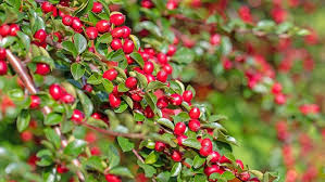 9 Bodendecker Schnellwachsend Und Anspruchslos Fur Ihren Garten