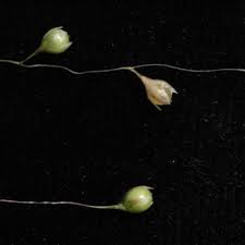 Image result for Sporobolus panicoides