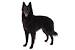 Black Belgian Shepherd Short Hair