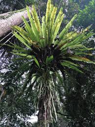 Image result for Emilia pseudactis