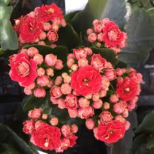 Image result for Kalanchoe calandiva