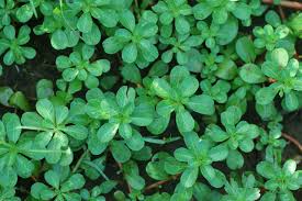 Image result for Ludwigia adscendens