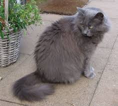 Nebelung Ancestries Of Faithful Nebelung Cat Cats Cat Breeds