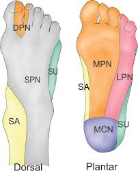 Normal Anatomy And Compression Areas Of Nerves Of The Foot And Ankle Us And Mr Imaging With Anatomic Correlation Radiographics