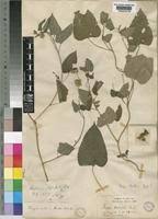 Image result for Tragia okanyua