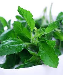 Image result for Adenostemma