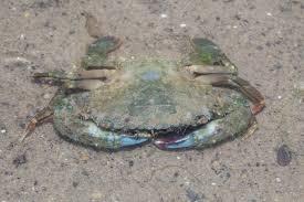 Image result for Blotiella crenata