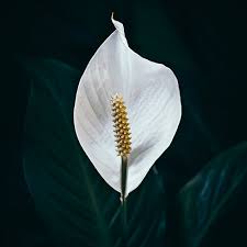 Plants & gifts available · international delivery Funeral Sympathy Flower Etiquette