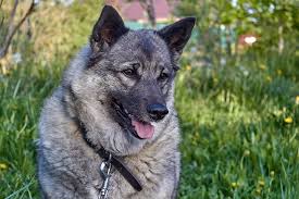 Image result for norwegian elkhound grey