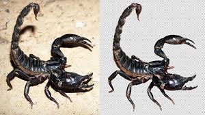 Untuk melihat lebih jelas klik pada setiap gambar. Digital Imaging Photoshop Cc Tutorial Part 2 Resizing Scorpion On The Tortoise On Blogging