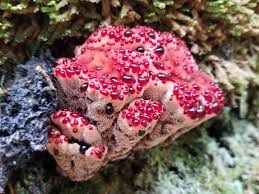 Перевод слова fungus, американское и британское произношение, транскрипция, словосочетания, примеры использования. Mushrooms Other Fungi Acadia National Park U S National Park Service