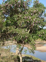 Image result for Philenoptera