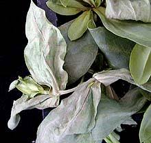 Image result for eustoma maurine