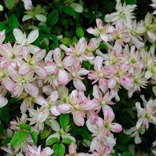Extravagant royal blue blooms adorn this clematis two times per year. Buy Clematis Montana Marjorie J Parker Dutch Bulbs