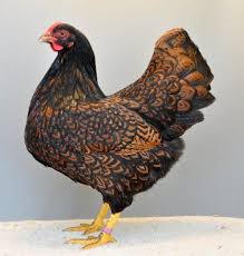 Double Laced Barnevelder Huhner Tiere Huhner Rassen