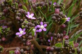 Image result for Raphionacme palustris
