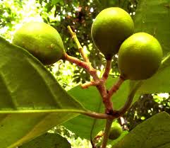 Image result for Rinorea laurentii