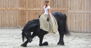 Le Cheval Frison La Perle Noire Ma fille possède un cheval très noir, de race frison. le cheval frison la perle noire