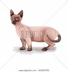 Менуэт (minuet) — манчкин и персидская. Minskin Cat Crossing Image Photo Free Trial Bigstock