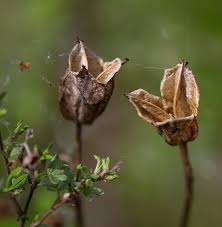 What is the tide pod challenge? Wild Iris Dried Seed Pods Photograph By Dee Carpenter