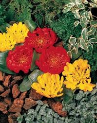 Image result for Daubenya