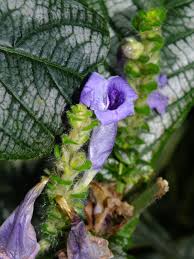 Image result for Strobilanthes