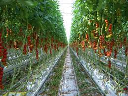 Monogramvacation Hydroponics Hydroponic Tomatoes Vegetable Farming