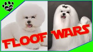 Maltese bichon frise for sale. Bichon Frise Vs Maltese Dog Vs Dog Which Is Better Youtube