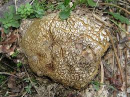 Image result for Scleroderma polyrhizon