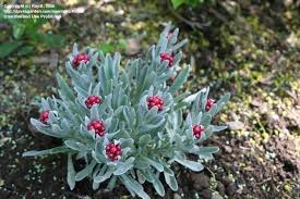 Straw Flower Ruby Cluster Helichrysum Helichrysum Plants California Garden