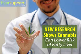 Cannabis Can Lower Risk Of Fatty Liver Liversupport Com