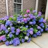 These questions are common hydrangea problems. Https Encrypted Tbn0 Gstatic Com Images Q Tbn And9gctbnex5hr9o1wlomujrjz Oy0bwgoqv4zrb0jbjnz4 Usqp Cau