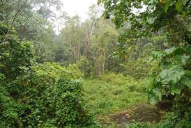 Image result for Momordica foetida