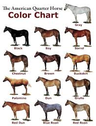 Sorrel Horse Color The Chart Below Shows Examples Of Some