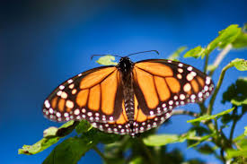 Butterfly garden plants butterfly house butterfly flowers monarch butterfly butterflies butterfly food flying flowers growing. Eurekalert Science News Releases