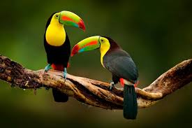 List of australian bird emblems. Names Of Birds Alphabetical List Of 600 Scientific Common Names My Pet S Name