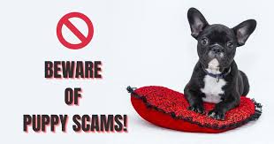 Here are 12 things that you should know before buying golden retriever puppies can be considered as one of the most popular dog breeds that you can find in the united states and other countries. Puppy Scams Exposed Tips On How To Spot A Scammer